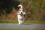 playing Jack Russell Terrier