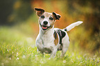 Jack Russell Terrier