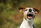 barking Jack Russell Terrier