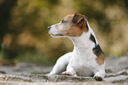 lying Jack Russell Terrier