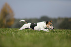 running Jack Russell Terrier