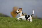 playing Jack Russell Terrier