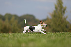 playing Jack Russell Terrier