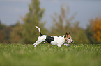 playing Jack Russell Terrier
