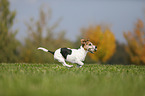 playing Jack Russell Terrier