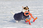 playing Jack Russell Terrier