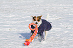 playing Jack Russell Terrier