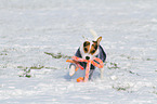 playing Jack Russell Terrier
