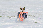 playing Jack Russell Terrier