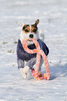playing Jack Russell Terrier