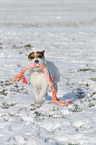 playing Jack Russell Terrier