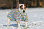 Jack Russell Terrier wears pullover