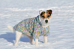 Jack Russell Terrier wears pullover