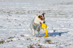 playing Jack Russell Terrier