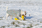 playing Jack Russell Terrier