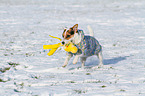 playing Jack Russell Terrier