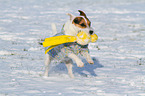 playing Jack Russell Terrier