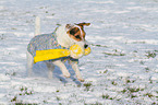 playing Jack Russell Terrier