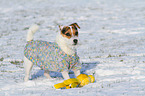 Jack Russell Terrier with toy
