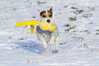 playing Jack Russell Terrier