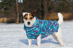 Jack Russell Terrier wears pullover