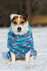 sitting Jack Russell Terrier