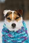 Jack Russell Terrier Portrait