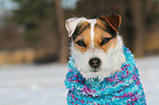 Jack Russell Terrier Portrait