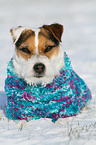 lying Jack Russell Terrier