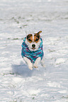 running Jack Russell Terrier