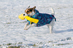 playing Jack Russell Terrier