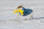 playing Jack Russell Terrier