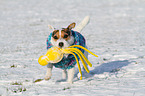 playing Jack Russell Terrier