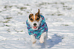 running Jack Russell Terrier