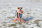 playing Jack Russell Terrier