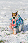 playing Jack Russell Terrier