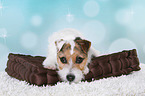 lying Jack Russell Terrier