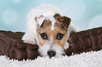 lying Jack Russell Terrier
