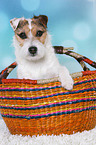 Jack Russell Terrier
