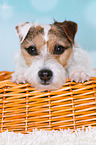 lying Jack Russell Terrier
