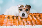 lying Jack Russell Terrier