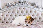 lying Jack Russell Terrier