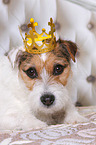 lying Jack Russell Terrier