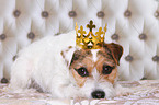lying Jack Russell Terrier