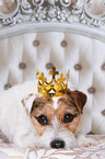 lying Jack Russell Terrier