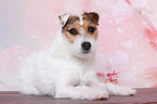 lying Jack Russell Terrier