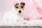 lying Jack Russell Terrier
