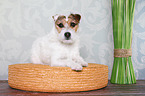 lying Jack Russell Terrier