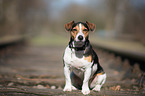 sitting Jack Russell Terrier