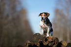 sitting Jack Russell Terrier